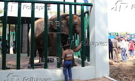 Relocation of Madhubala elephant from Karachi Zoo to Safari Park in Karachi