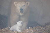 A female polar bear, Nuka, stands next to her cub, in Karlsruhe