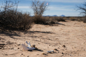 Search for deceased migrants in New Mexico