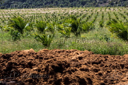 Plantao de coco
