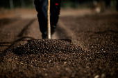 FILE PHOTO: Frost affects coffee crops in south of top Brazilian producer state Minas Gerais