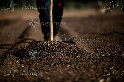 FILE PHOTO: Frost affects coffee crops in south of top Brazilian producer state Minas Gerais