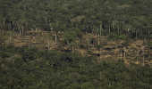 Terreno desmatado e queimado  visto na floresta Amaznia