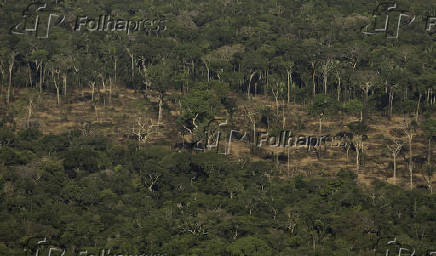 Terreno desmatado e queimado  visto na floresta Amaznia