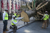 Rockefeller Christmas tree arrives to Rockefeller Center in New York