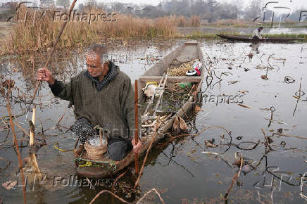 A Kashmiri man uses a stick with a metal hook while harvesting lotus stems locally known as ?Nadur? at Nigeen Lake in Srinagar