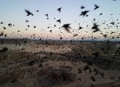 A murmuration of migrating starlings is seen across the sky at a landfill site near Beersheba