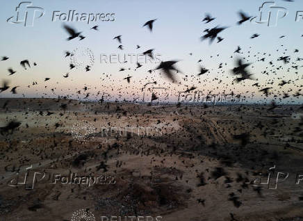 A murmuration of migrating starlings is seen across the sky at a landfill site near Beersheba