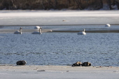 Avain Flu detedted in wild birds in Massachusetts