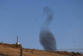 A murmuration of migrating starlings is seen across the sky at a landfill site near Beersheba