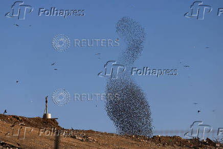 A murmuration of migrating starlings is seen across the sky at a landfill site near Beersheba