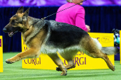 148th Westminster Kennel Club Dog Show, in New York