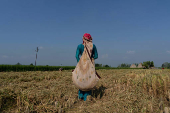 A farmer picks ears of rice left over by a paddy harvester in a field in Kalampura village