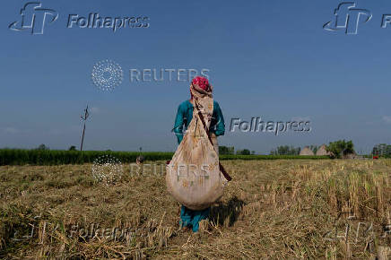 A farmer picks ears of rice left over by a paddy harvester in a field in Kalampura village