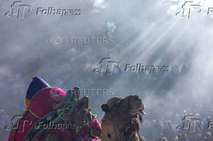 Camel Wrestling Festival in Turkey