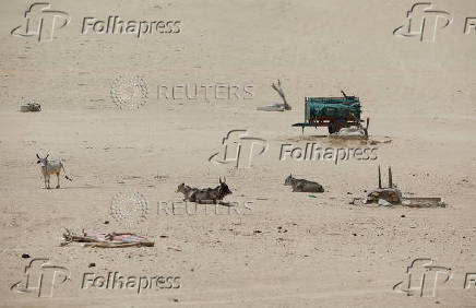 Cattle sit near a shallow well in a desert area on a hot summer day in Barmer