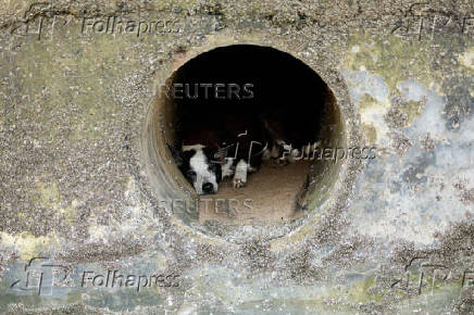 Dog sleeps in an open drain on a hot day in Mumbai