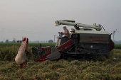 A farmer picks ears of rice left over by a paddy harvester in a field in Kalampura village