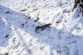 A squirrel walks in the snow in Central Park, in New York