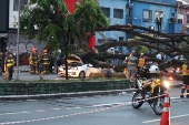 Queda de rvore mata taxista no centro de So Paulo