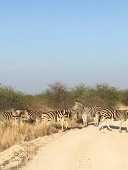 Zebras em safri no Madikwe Game Reserve