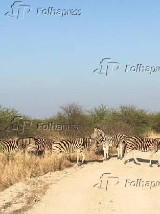 Zebras em safri no Madikwe Game Reserve