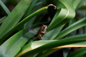 Quito Zoo introduces endangered Andean frogs to restored habitats, in Quito