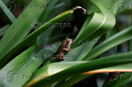 Quito Zoo introduces endangered Andean frogs to restored habitats, in Quito