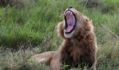 An African lion (Panthera Leo) yawns after mating in the Maasai Mara game reserve, near the Kenya-Tanzania border in Narok county