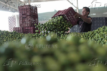 Mexican army patrols to curb extortion from criminal groups of lemon producers, in Paracuaro