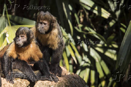 Macacos-prego-do-peito-amarelo no zoolgico de So Paulo