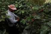 A worker picks coffee berries at a plantation in Anolaima