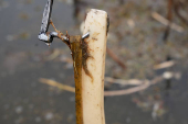 A stick with a metal hook is used while harvesting lotus stems, locally known as ?Nadur? at Nigeen Lake in Srinagar