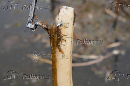 A stick with a metal hook is used while harvesting lotus stems, locally known as ?Nadur? at Nigeen Lake in Srinagar