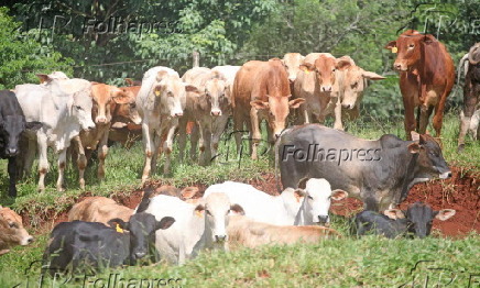 Vista de criao de gado em Peabiru (PR)