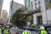 Rockefeller Christmas tree arrives to Rockefeller Center in New York