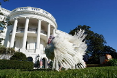 US President Biden pardons two turkeys on annual Thanksgiving tradition