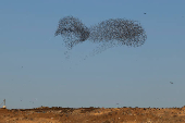 A murmuration of migrating starlings is seen across the sky at a landfill site near Beersheba