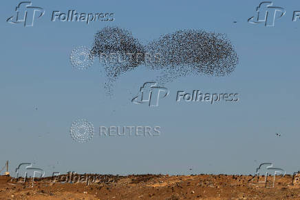 A murmuration of migrating starlings is seen across the sky at a landfill site near Beersheba