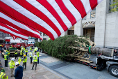 Rockefeller Christmas Tree is Delivered and Raised