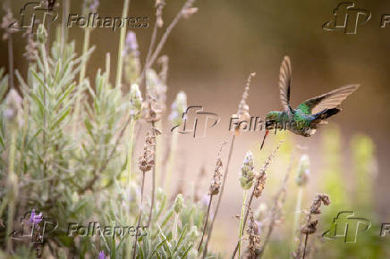 Beija-flor  visto se alimentando em Vista Alegre do Alto, SP