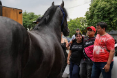 Cavalo Ventania do secretrio-adjunto de segurana, Adilson Custdio Moreira em seu velrio 