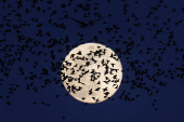 A murmuration of migrating starlings is seen across the sky at a landfill site near Beersheba