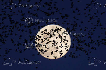 A murmuration of migrating starlings is seen across the sky at a landfill site near Beersheba