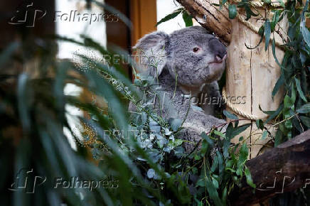 A koala is seen for the first time in Ouwehands Zoo