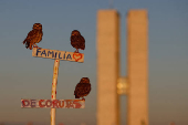 Owls stand on a sign reading 