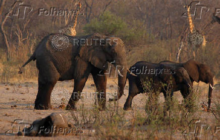 FILE PHOTO: A group of elephants and giraffes walk near a carcass of an elephant at a watering hole inside Hwange National Park