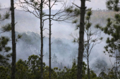 Wildfire razes pinelands near top Cuba tourist town of Vinales