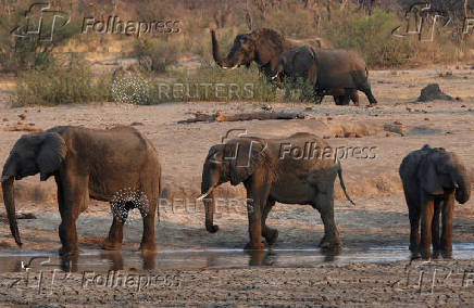 FILE PHOTO: A group of elephants are seen near a watering hole inside Hwange National Park