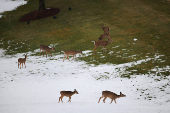 Deer walk at Trump National Golf Club Washington DC, in Sterling